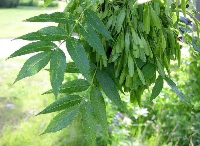 Целебная сила дерева. Как деревья нас лечат