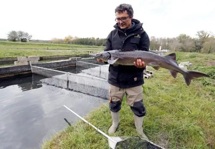 Производство чёрной икры
