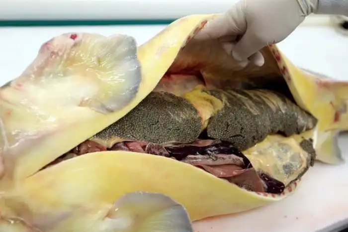 Производство чёрной икры