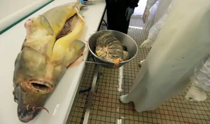 Производство чёрной икры