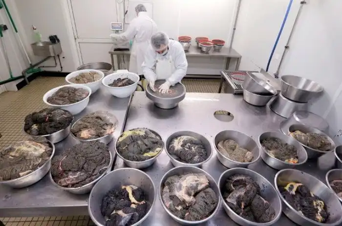 Производство чёрной икры