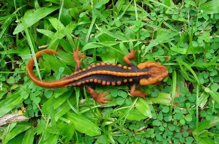 27 самых интересных научных фотографий 2016 года