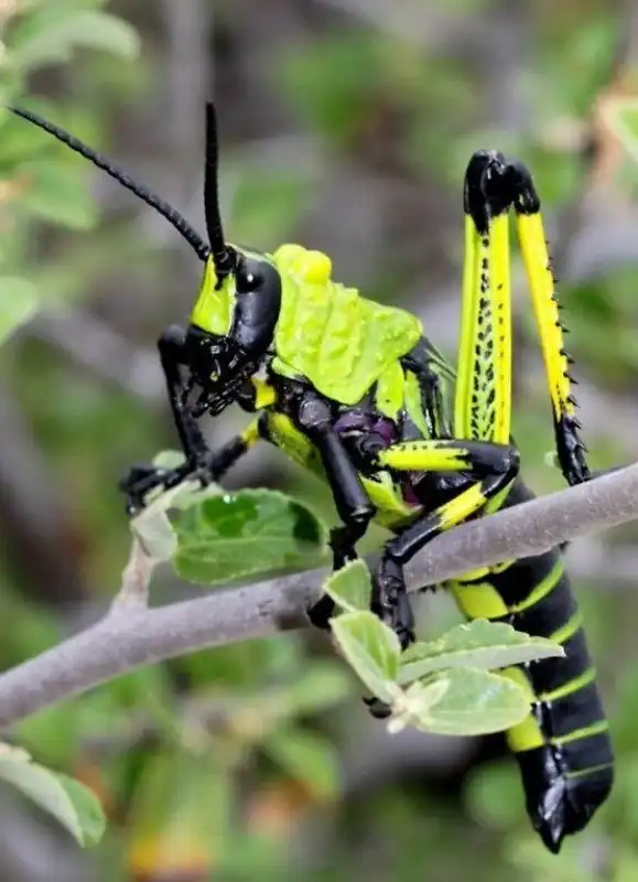 В траве сидел кузнечик