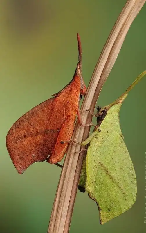 В траве сидел кузнечик