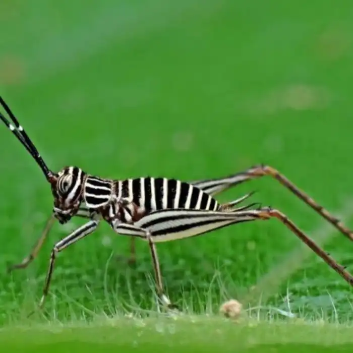 В траве сидел кузнечик