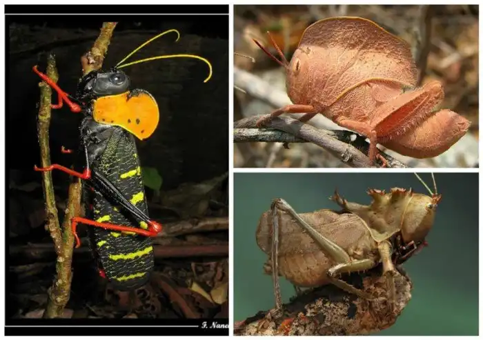 В траве сидел кузнечик