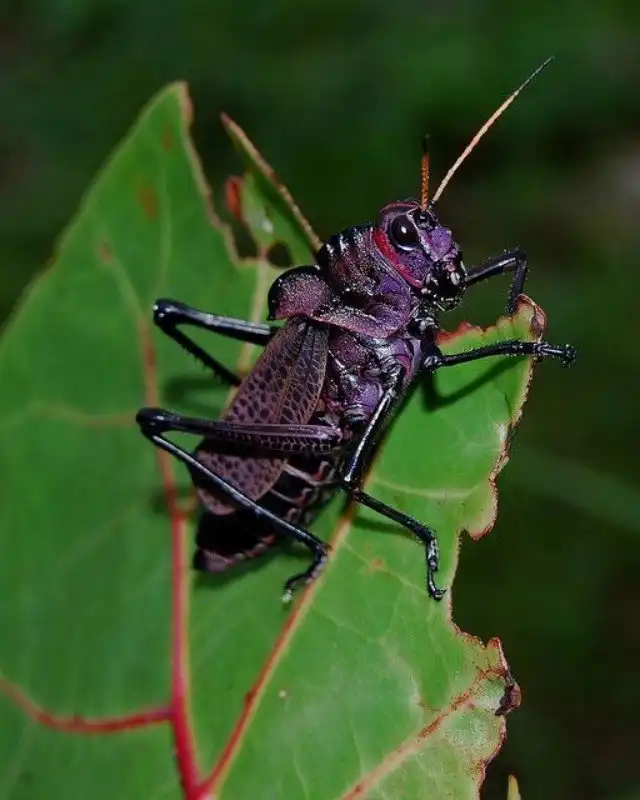 В траве сидел кузнечик
