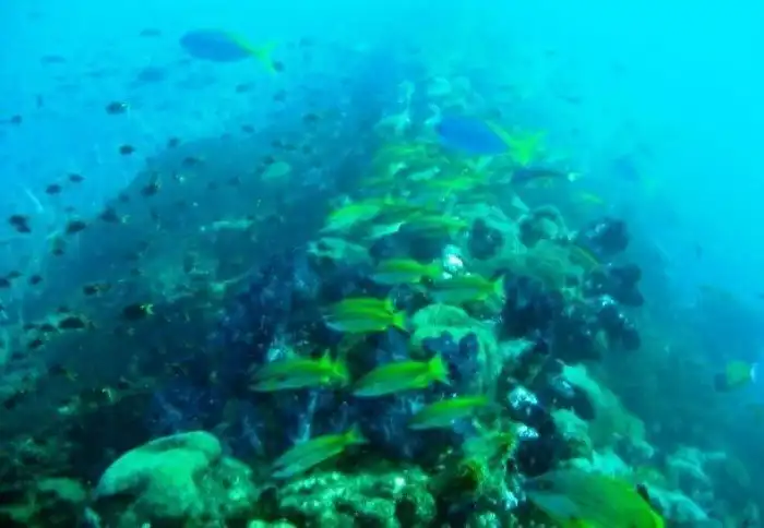 Интересные факты про Большой Барьерный риф, о которых вы захотите услышать