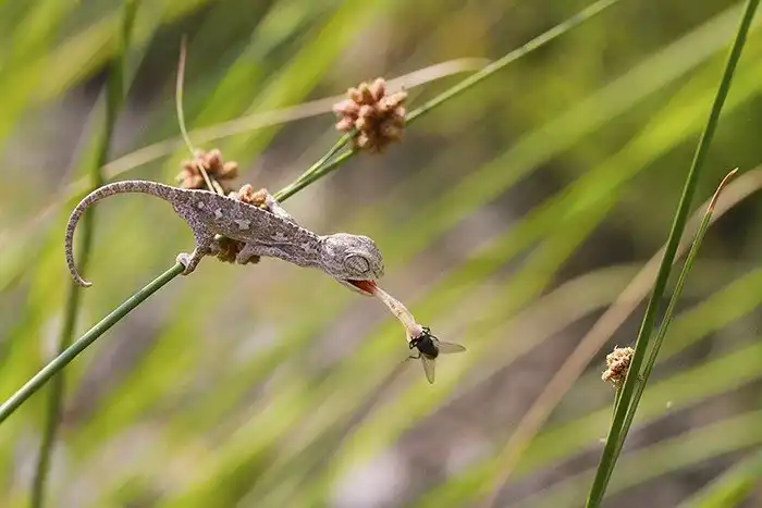 Познакомьтесь: малыши-хамелеончики, самые очаровательные существа в мире!
