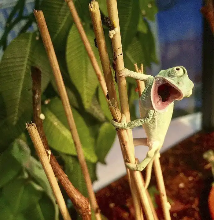 Познакомьтесь: малыши-хамелеончики, самые очаровательные существа в мире!