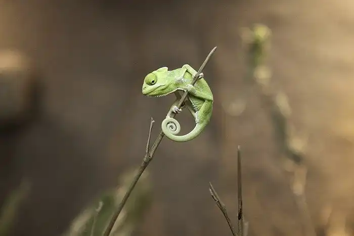 Познакомьтесь: малыши-хамелеончики, самые очаровательные существа в мире!