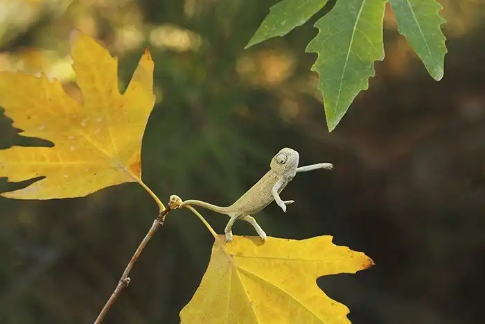 Познакомьтесь: малыши-хамелеончики, самые очаровательные существа в мире!