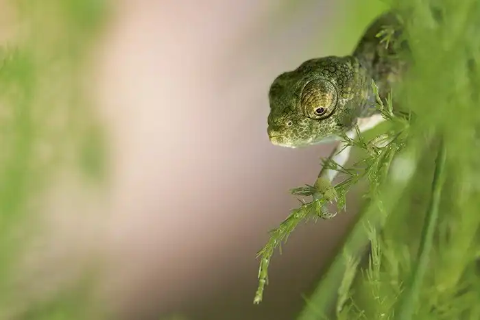 Познакомьтесь: малыши-хамелеончики, самые очаровательные существа в мире!