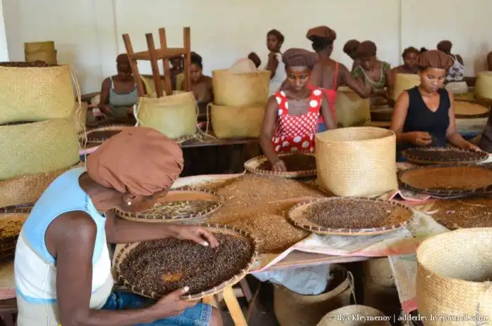 Как выращивают и обрабатывают гвоздику на Мадагаскаре