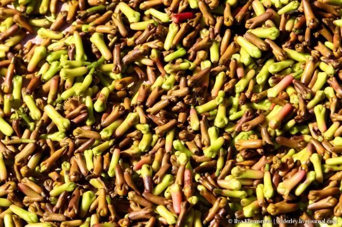 Как выращивают и обрабатывают гвоздику на Мадагаскаре