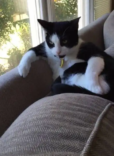 ГЛАГОЛящие коты