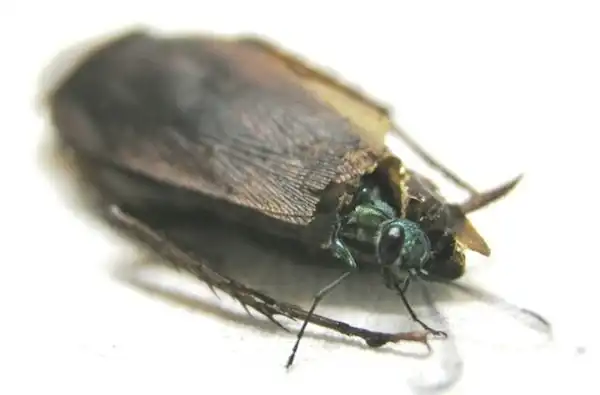 Как оса зомбирует тараканов