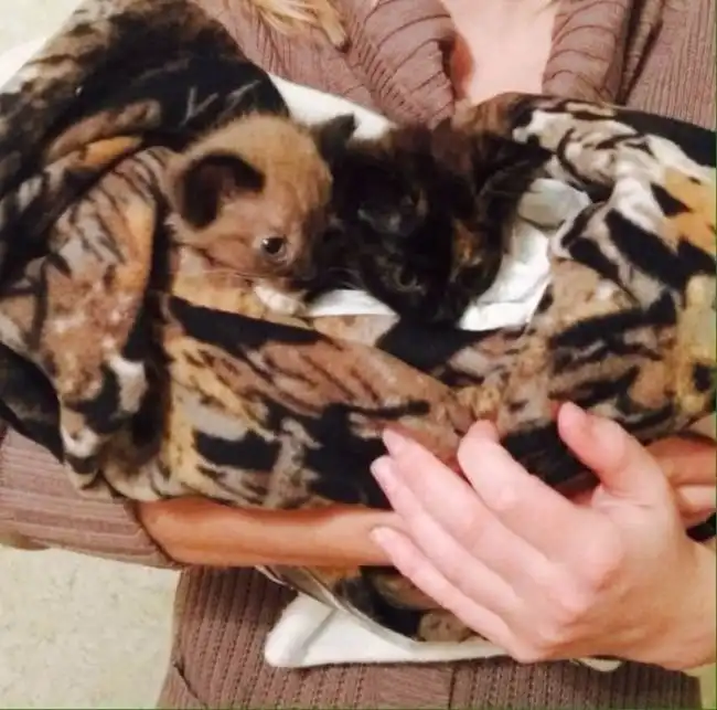 В Омске пес по кличке Ватсон нашел замерзающих в снегу котят