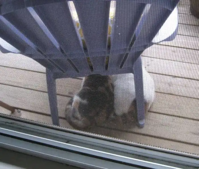 Кошки, которые делают все в унисон