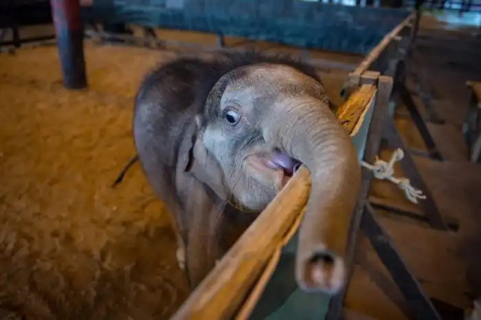 Как слона учат в воде заново ходить