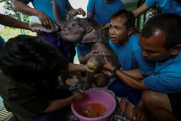 Как слона учат в воде заново ходить