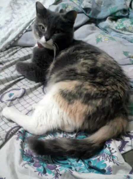 Я ищу уютный дом, в котором меня будут любить.