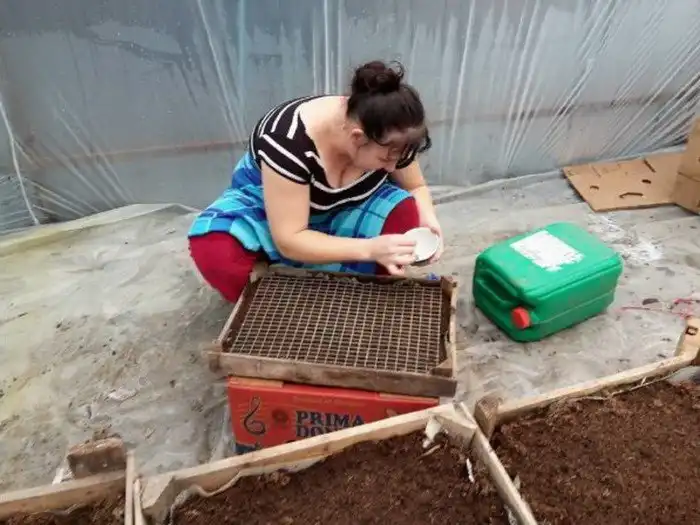 Как в Кабардино-Балкарии выращивают огурцы и помидоры