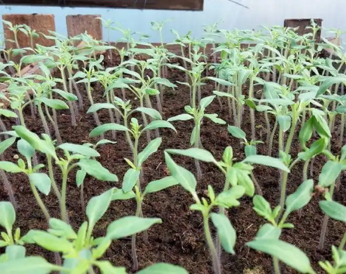 Как в Кабардино-Балкарии выращивают огурцы и помидоры