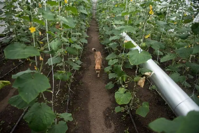 Как в Кабардино-Балкарии выращивают огурцы и помидоры