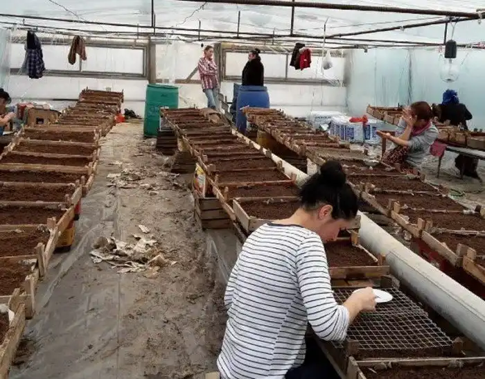 Как в Кабардино-Балкарии выращивают огурцы и помидоры