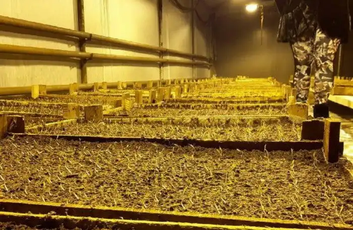 Как в Кабардино-Балкарии выращивают огурцы и помидоры