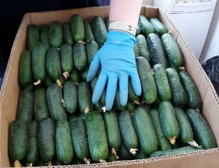 Как в Кабардино-Балкарии выращивают огурцы и помидоры