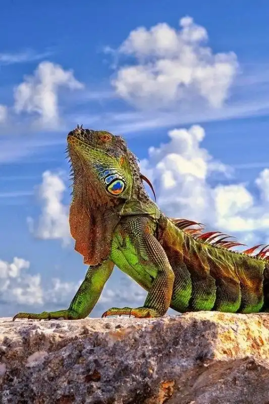 Маленькие драконы нашей планеты