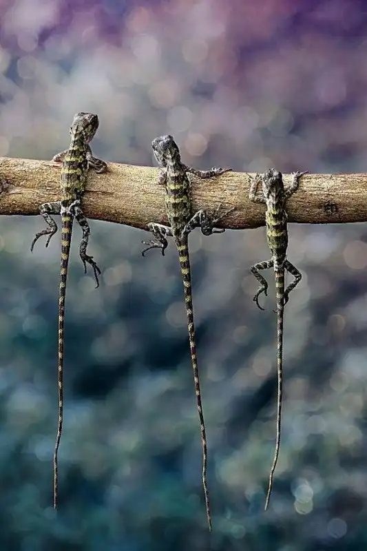 Маленькие драконы нашей планеты