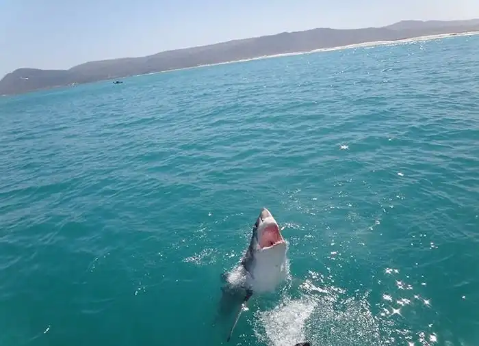 Встреча туристов с большой белой акулой в ЮАР