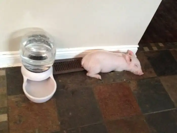 Поросенок оказался не той породы, за которую его выдал продавец