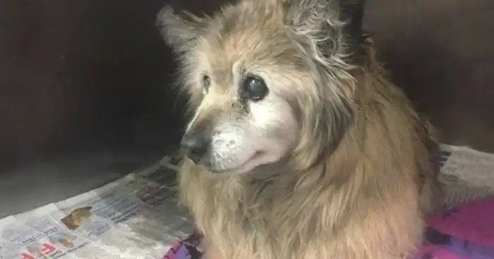 Старая собака была обречена, но вмешался счастливый случай