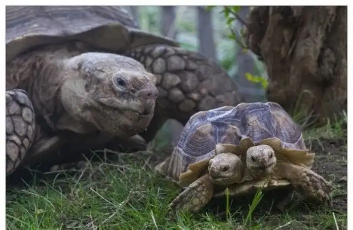 Мутанты среди животных - страх и ужас, жалость и сочувствие