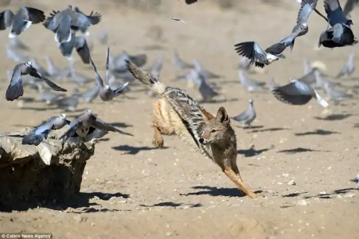 Фотограф заснял как шакал охотился на голубей