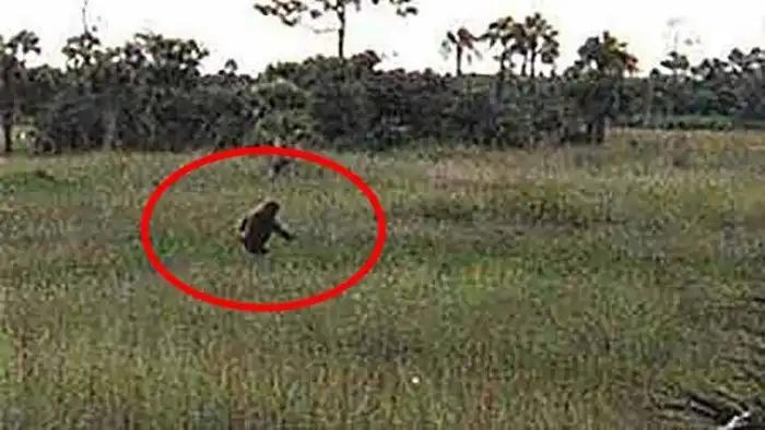 15 мифических тварей, которых многие считают реальными