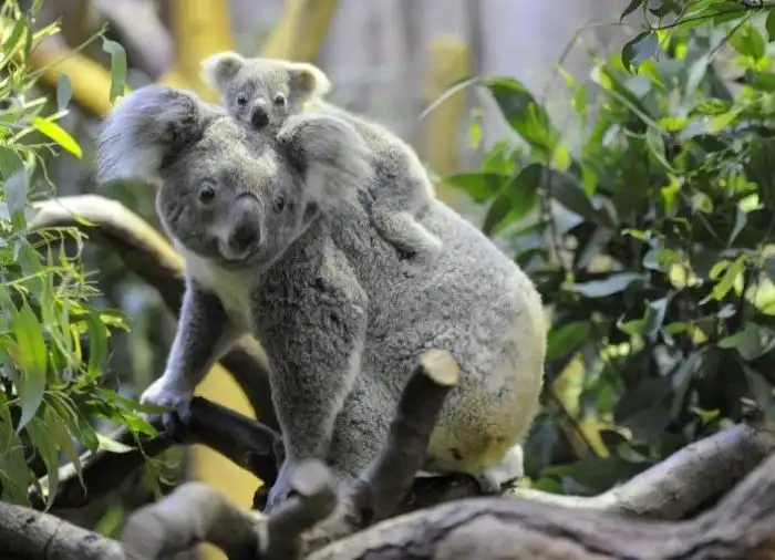 Опасные очаровашки животного мира