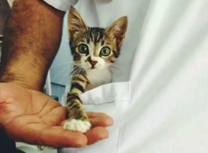 Карманные вселенные