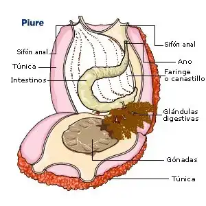 Живые камни
