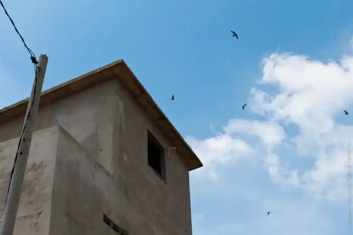 Как выращивают ласточкины гнезда за 3000$