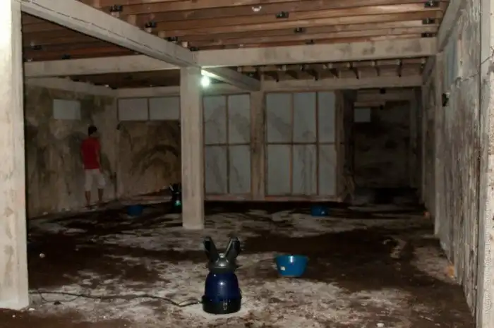 Как выращивают ласточкины гнезда за 3000$