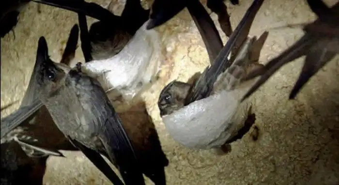 Как выращивают ласточкины гнезда за 3000$