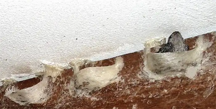 Как выращивают ласточкины гнезда за 3000$