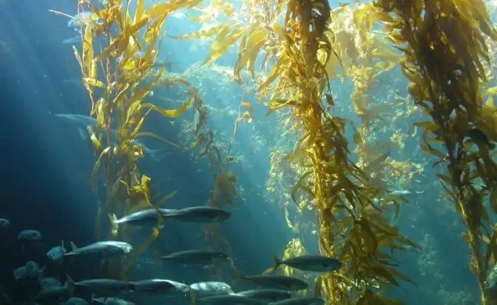 6 лучших продуктов для здоровых зубов