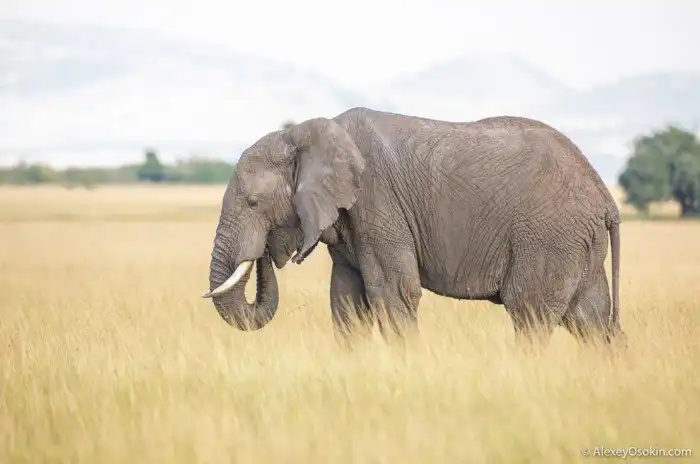 Сколько животным необходимо еды, чтобы наесться