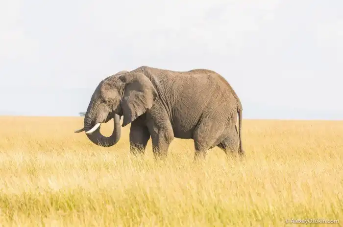 Сколько животным необходимо еды, чтобы наесться